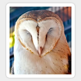 Sleeping Barn Owl Sticker